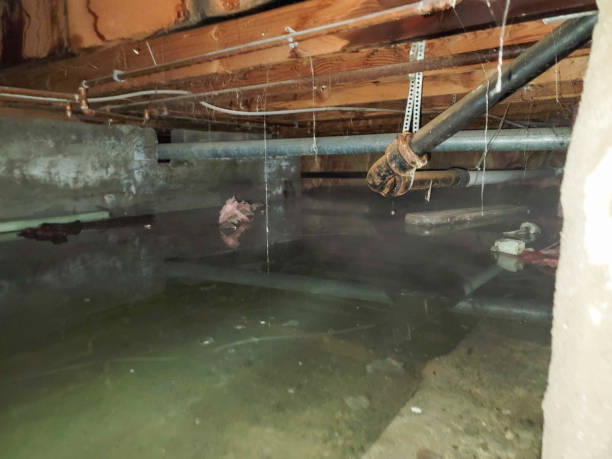 Best Water damage cleanup near me  in Ogdensburg, NJ